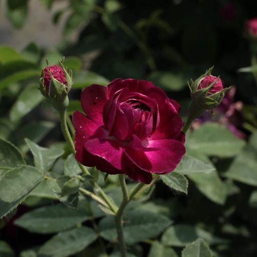 Rozen bestellen en bezorgen - Rosa Ombrée Parfaite - purper - gallica roos - zacht geurende roos - Jean-Pierre Vibert - -